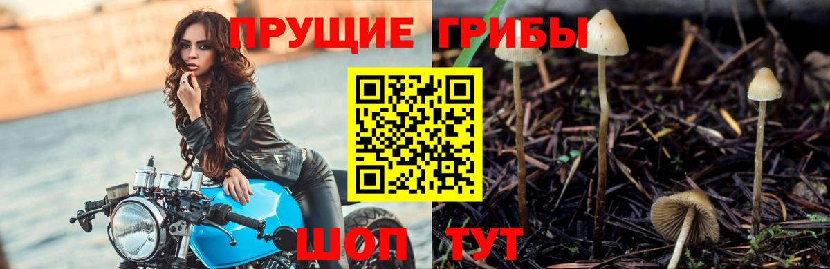 Белово  Галлюциногенные грибы MAGIC MUSHROOMS  Вход с VPN 